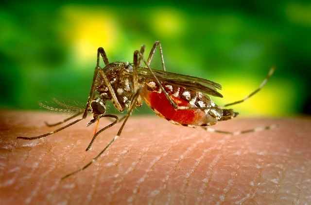 Dengue – Causas, Tipos, Sintomas e Tratamentos