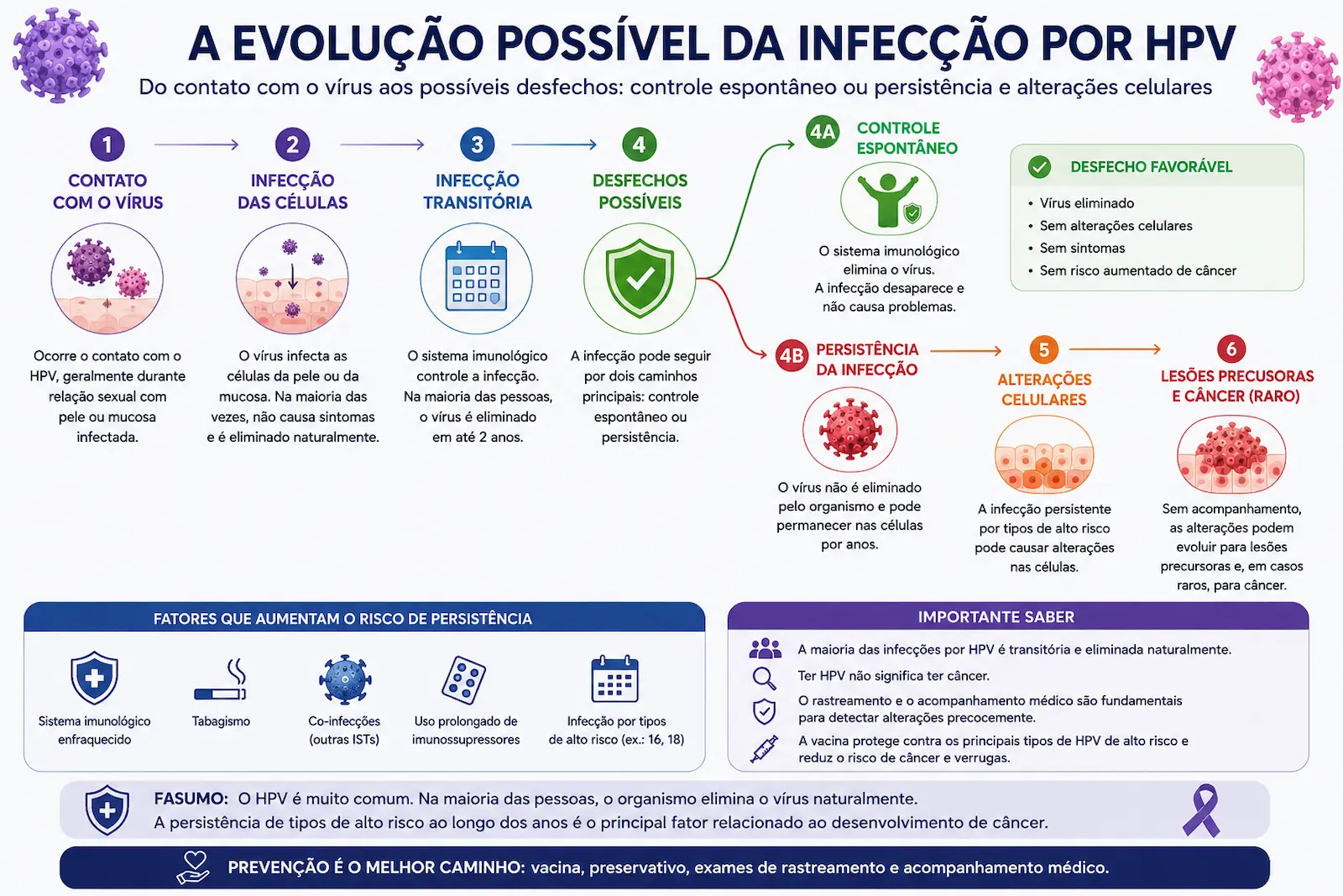 Como uma infecção por HPV pode evoluir Infográfico mostrando a evolução possível da infecção por HPV, desde o contato com o vírus até controle espontâneo ou persistência e alterações celulares