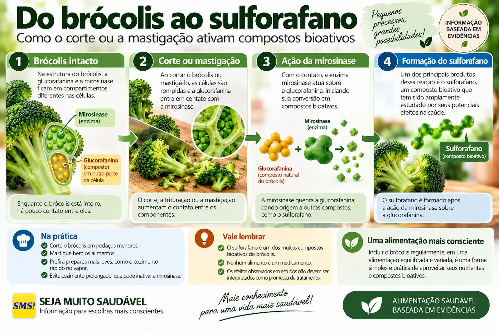 Infográfico educativo mostrando corte ou mastigação do brócolis, contato entre glucorafanina e mirosinase e formação de sulforafano