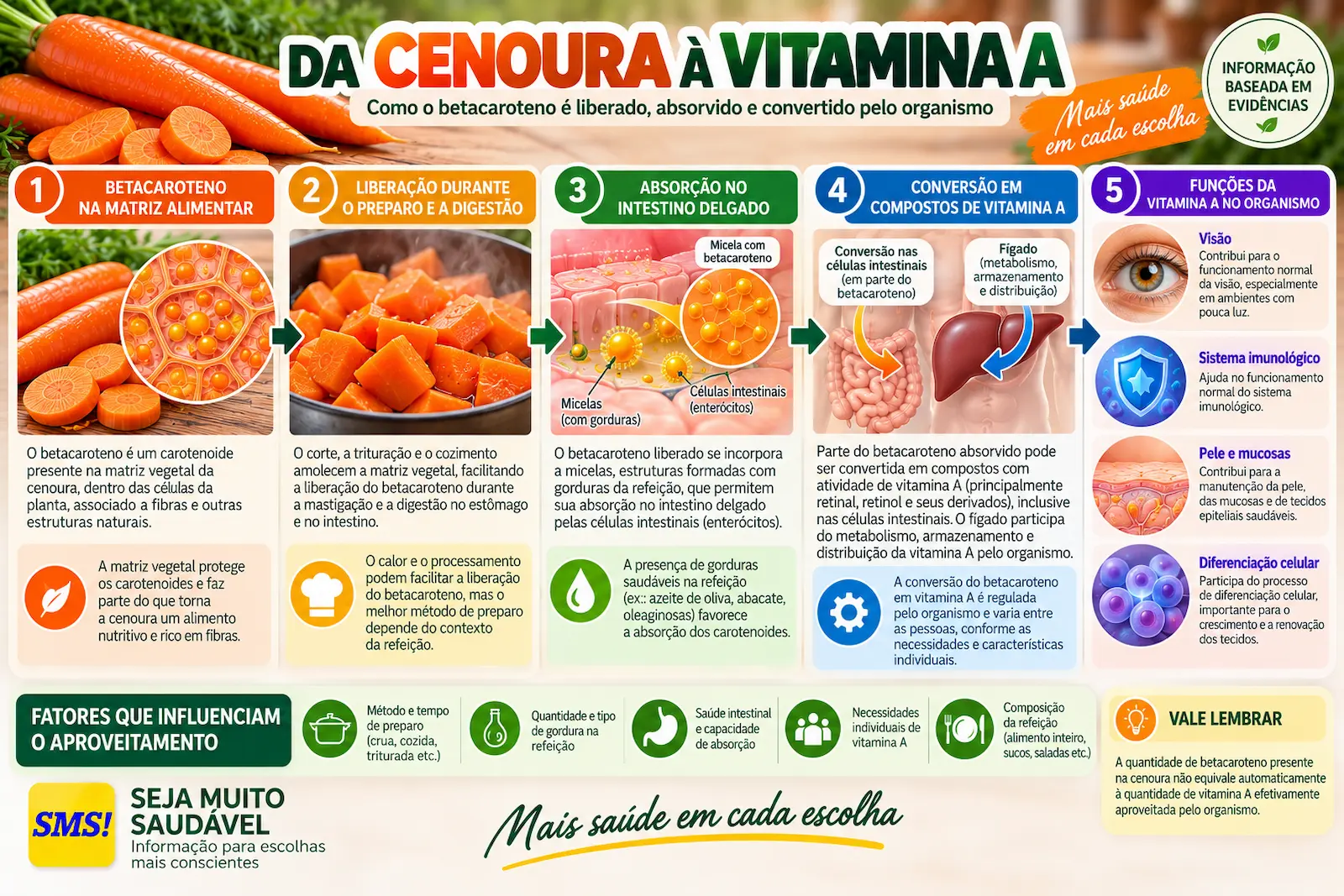 Esquema mostrando o betacaroteno da cenoura sendo liberado da matriz alimentar, absorvido e convertido em vitamina A